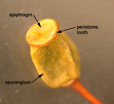 commune sporangium polytrichum sporophyte capsule ubc bryophyte bryophytes ca