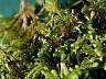 Claopodium_crispifolium_closeup.JPG