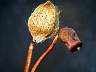 Polytrichum_piliferum_sporophyte_dried.jpg