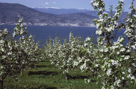 photo: apple orchard and Okanagan Lake