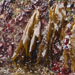 Kyuquot seaweeds